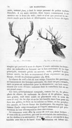 Tête de daim / Tête de cerf - Histoire naturelle des drogues simples, ou Cours d'histoire naturelle  [...]