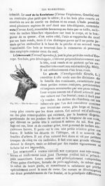 Tête de chevreuil - Histoire naturelle des drogues simples, ou Cours d'histoire naturelle professé à [...]