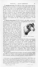 Tête de mouton - Histoire naturelle des drogues simples, ou Cours d'histoire naturelle professé à l' [...]