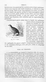 Caille - Histoire naturelle des drogues simples, ou Cours d'histoire naturelle professé à l'École su [...]
