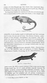 Caméléon à nez bifide / Scinque officinal - Histoire naturelle des drogues simples, ou Cours d'histo [...]