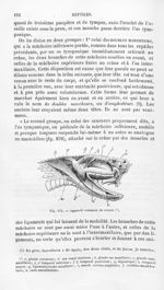 Appareil venimeux du crotale - Histoire naturelle des drogues simples, ou Cours d'histoire naturelle [...]