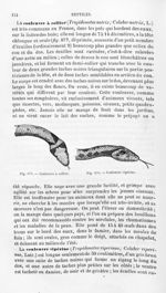 Couleuvre à collier / Couleuvre vipérine - Histoire naturelle des drogues simples, ou Cours d'histoi [...]