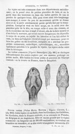 Vipère ammodyte / Pelias berus - Histoire naturelle des drogues simples, ou Cours d'histoire naturel [...]