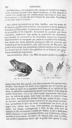 Grenouille / Tête et pattes - Histoire naturelle des drogues simples, ou Cours d'histoire naturelle  [...]