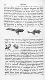 Tétard / Tétard et petite grenouille - Histoire naturelle des drogues simples, ou Cours d'histoire n [...]