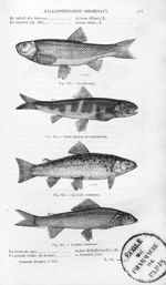 Le chevaine / Jeune saumon ou saumonneau / La truite commune / L'ombre commune - Histoire naturelle  [...]