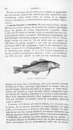 Morue franche - Histoire naturelle des drogues simples, ou Cours d'histoire naturelle professé à l'É [...]