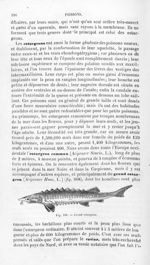 Grand esturgeon - Histoire naturelle des drogues simples, ou Cours d'histoire naturelle professé à l [...]