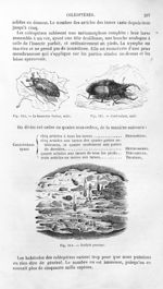 Le hanneton foulon, mâle / Cerf-volant, mâle / Scolyte graveur - Histoire naturelle des drogues simp [...]