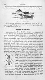 Charançon du blé / Cantharide - Histoire naturelle des drogues simples, ou Cours d'histoire naturell [...]