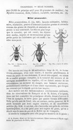Mylabre de la chicorée / Méloé proscarabée / Larve de méloé - Histoire naturelle des drogues simples [...]