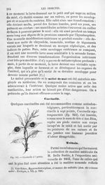 Coccinelle à 7 points - Histoire naturelle des drogues simples, ou Cours d'histoire naturelle profes [...]