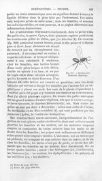 Hyménoptère térébrant (Diplolèpe) - Histoire naturelle des drogues simples, ou Cours d'histoire natu [...]