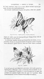 Papillon podalyre / Papillon - Histoire naturelle des drogues simples, ou Cours d'histoire naturelle [...]