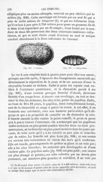 Cocon / Chrysalide - Histoire naturelle des drogues simples, ou Cours d'histoire naturelle professé  [...]