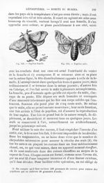 Papillon femelle / Papillon mâle - Histoire naturelle des drogues simples, ou Cours d'histoire natur [...]