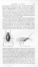 Puceron (Aphis) - Histoire naturelle des drogues simples, ou Cours d'histoire naturelle professé à l [...]