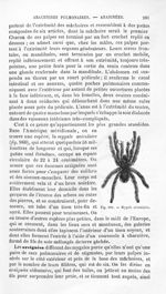 Mygale aviculaire - Histoire naturelle des drogues simples, ou Cours d'histoire naturelle professé à [...]