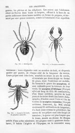 Malmignatte / Scorpion roussâtre / Scorpion flavicule de grandeur naturelle - Histoire naturelle des [...]