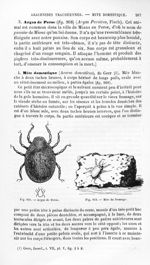 Argas de Perse / Mite du fromage - Histoire naturelle des drogues simples, ou Cours d'histoire natur [...]