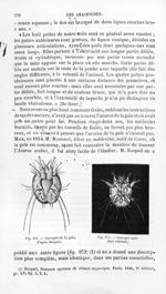 Sarcopte de la gale, d'après Raspail / Sarcopte mâle (face ventrale) - Histoire naturelle des drogue [...]