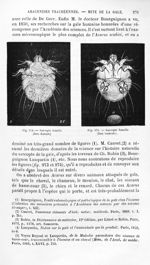 Sarcopte femelle (face dorsale) / Sarcopte femelle (face ventrale) - Histoire naturelle des drogues  [...]