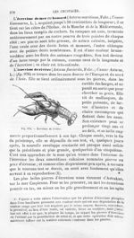 Ecrevisse de rivière - Histoire naturelle des drogues simples, ou Cours d'histoire naturelle profess [...]