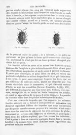 Cloporte / Armadille - Histoire naturelle des drogues simples, ou Cours d'histoire naturelle profess [...]