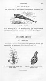Lingatule / Balane telline / Anatife lisse - Histoire naturelle des drogues simples, ou Cours d'hist [...]