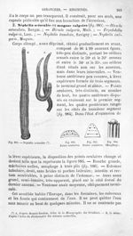 Néphélis octoculée / Points oculaires / Oesophage - Histoire naturelle des drogues simples, ou Cours [...]