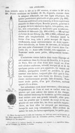 Oesophage / Cocon - Histoire naturelle des drogues simples, ou Cours d'histoire naturelle professé à [...]
