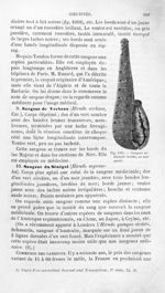 Sangsue médicinale truitée, ou marquetée - Histoire naturelle des drogues simples, ou Cours d'histoi [...]