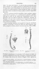 Anchylostomum duodenale mâle / Anchylostomum duodenale femelle - Histoire naturelle des drogues simp [...]