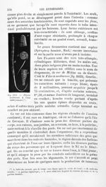 Filaria medinensis à l'état embryonnaire - Histoire naturelle des drogues simples, ou Cours d'histoi [...]