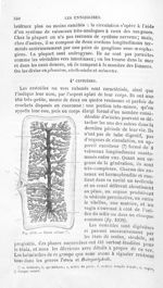 Taenia solium - Histoire naturelle des drogues simples, ou Cours d'histoire naturelle professé à l'É [...]