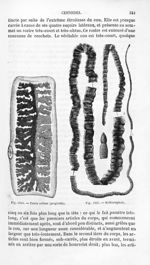 Taenia solium (proglottis) / Bothiocéphale - Histoire naturelle des drogues simples, ou Cours d'hist [...]