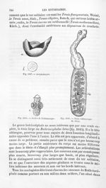 Acéphalocyste / Scolex de l'échinocoque / Ténia échinocoque du chien - Histoire naturelle des drogue [...]