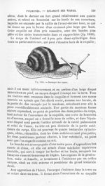 Escargot des vignes - Histoire naturelle des drogues simples, ou Cours d'histoire naturelle professé [...]