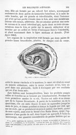 Huître comestible - Histoire naturelle des drogues simples, ou Cours d'histoire naturelle professé à [...]