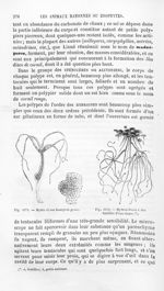 Hydre et son bourgeon grossi / Hydres fixées à des lentilles d'eau douce - Histoire naturelle des dr [...]
