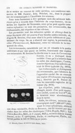 Cercomonades / Trichomonades - Histoire naturelle des drogues simples, ou Cours d'histoire naturelle [...]