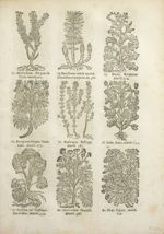 73. Epithymum. Teigne de thim. Matth. 463 / 74. Equisetum cauda equina. Chevaline, ou equine. M. 386 [...]