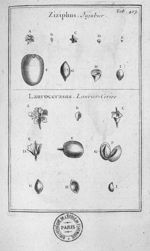Ziziphus. Jujubier / Laurocerasus. Laurier-Cerise - Elémens de botanique, ou Méthode pour connoitre  [...]