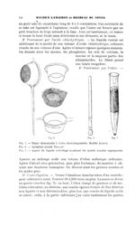 [Parasitologie. Coprologie microscopique] Fig. 5. - Tamis démontable à toiles interchangeables. Modè [...]