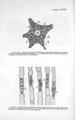 Fig. 169 sextupl : Esquema del aparato de Golgi (célula motriz de la médula) con sus conexiones con  [...]