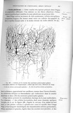 Fig. 437. Cellules de la couche des neurones polymorphes géants de la région olfactive de l'hippocam [...]