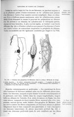 Fig. 576. Cellules des ganglions de Meissner chez le cobaye. Méthode de Golgi - Histologie du systèm [...]