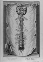 Kohel. Cap. XII. v. 6. Funis argenteus - Physique sacrée, ou histoire naturelle de la Bible