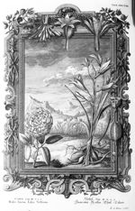 Cant. Cap. II. V.1.2. Rosae saron lilia vallium - Physique sacrée, ou histoire naturelle de la Bible